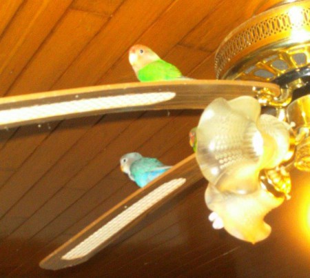 hier nog één van hun eerste vrije moment in de woonkamer